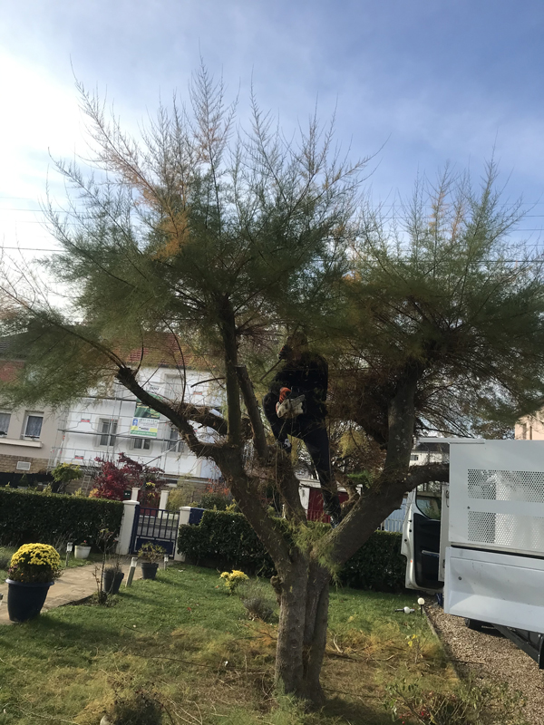 elagage d'arbres